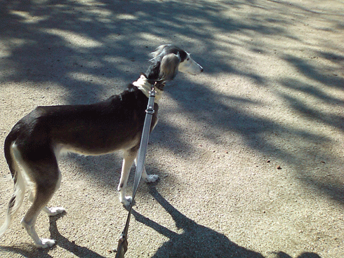 d0016727_16543363.gif