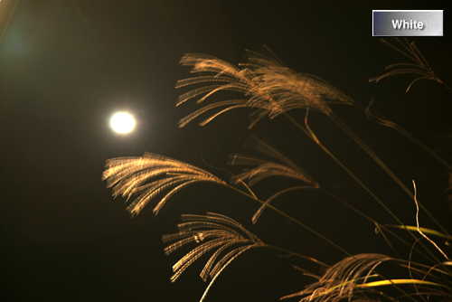 c0227134_6242024.jpg