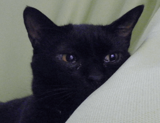 c0136736_18504841.gif