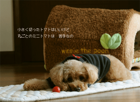 c0196673_10574676.gif