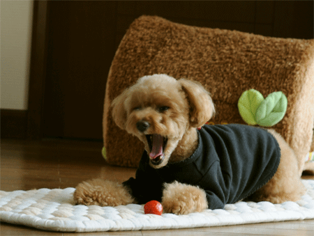c0196673_10575028.gif