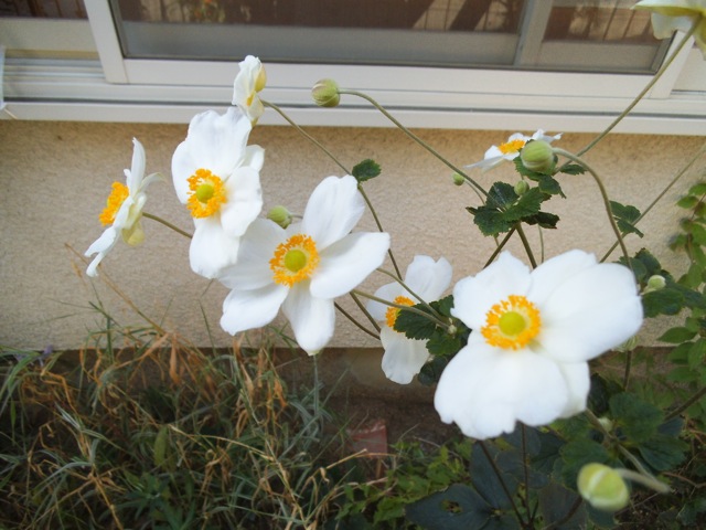 e0060374_17585878.jpg