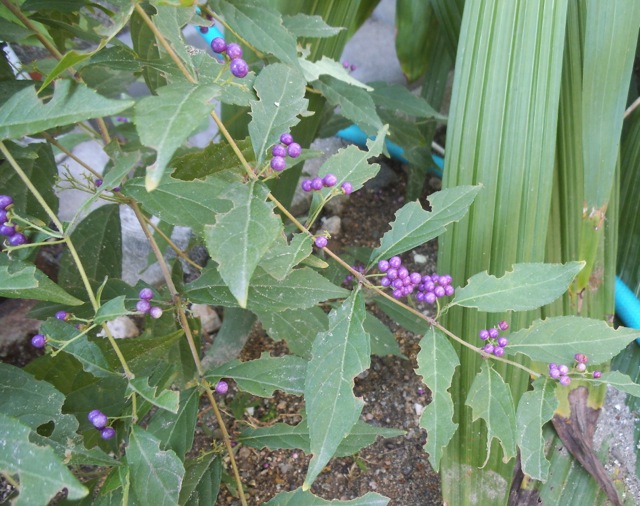 e0060374_1814387.jpg