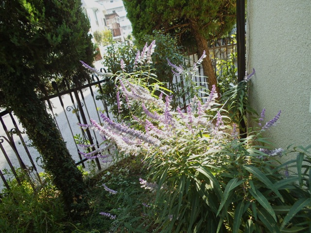 e0060374_1823765.jpg