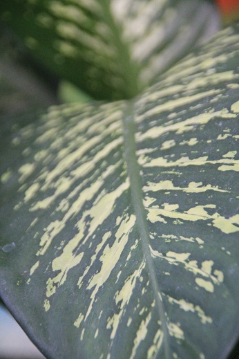 a0109187_903559.jpg
