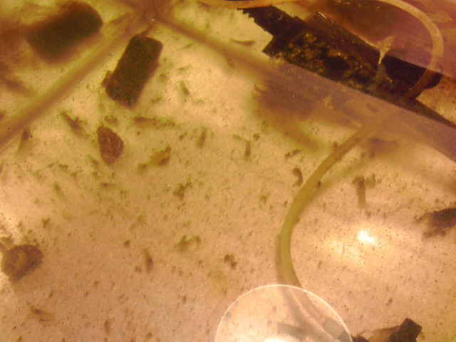 a0291521_954111.jpg
