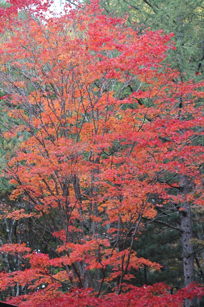 c0111229_17212710.jpg