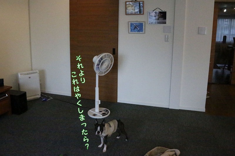 c0209932_2154210.jpg