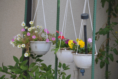 b0165233_149968.gif