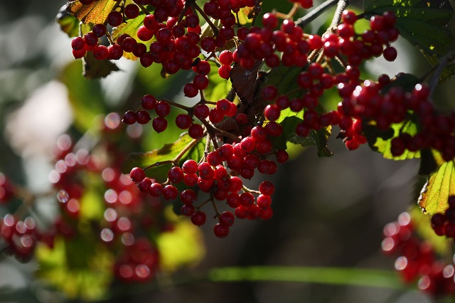 a0242438_20594098.jpg