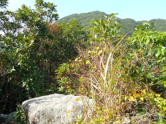 a0206345_2013396.jpg