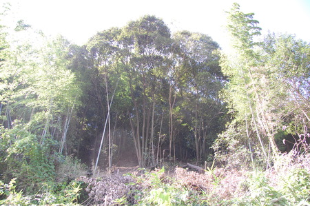 c0108460_1259347.jpg