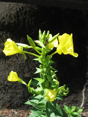c0248269_10571747.jpg