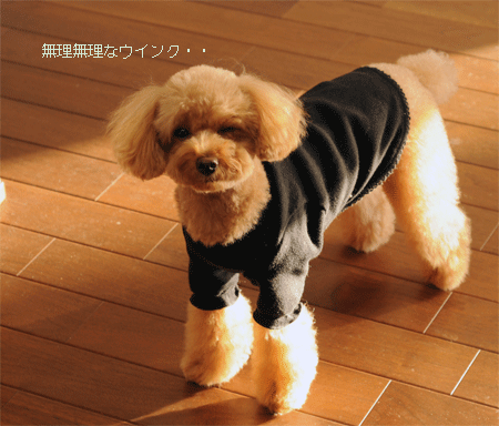 c0196673_11193429.gif