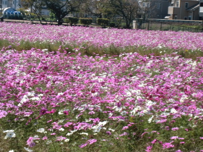 f0005081_10401683.jpg