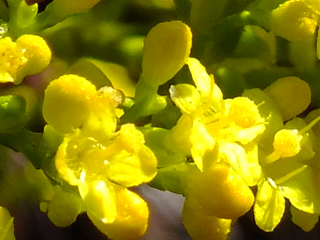 e0145782_16145356.jpg