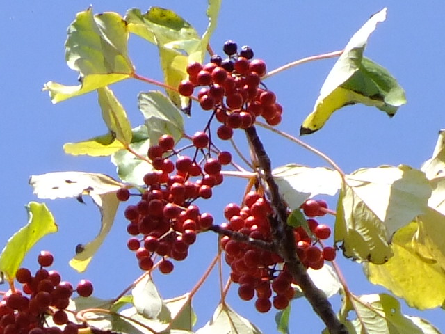 e0145782_16155692.jpg