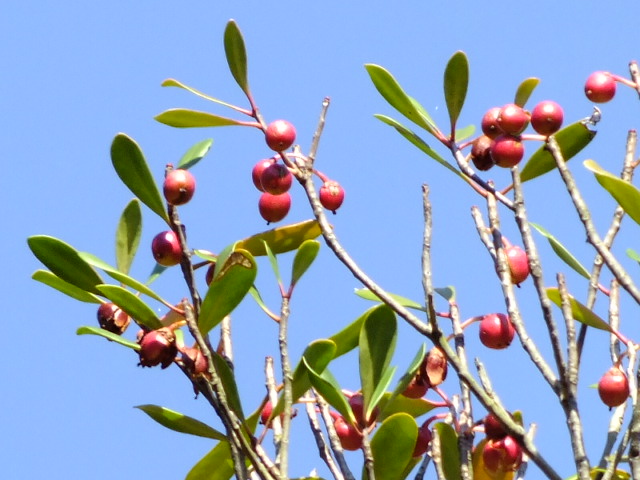 e0145782_16163016.jpg