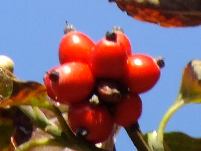 e0145782_16173096.jpg