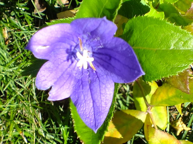 e0145782_16182826.jpg