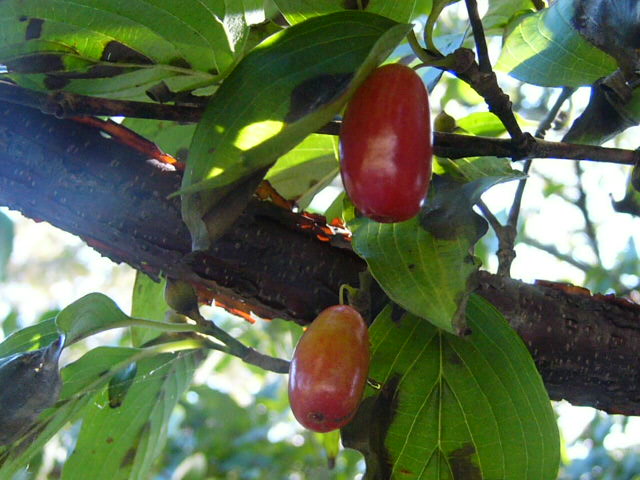 e0145782_16272049.jpg