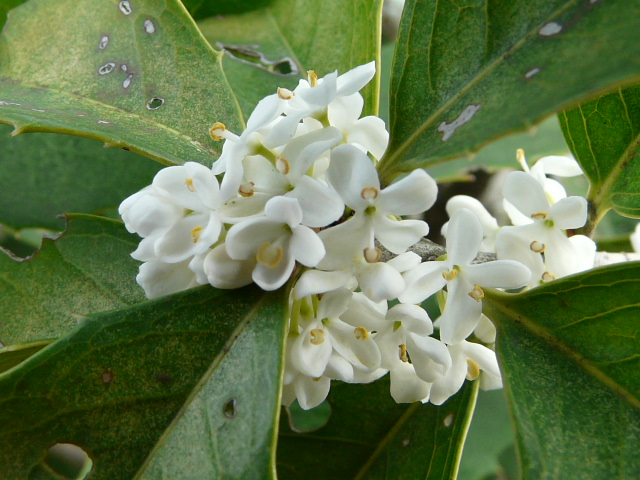 e0145782_1631120.jpg