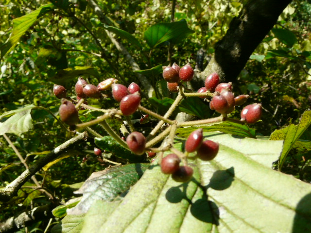 e0145782_16334233.jpg