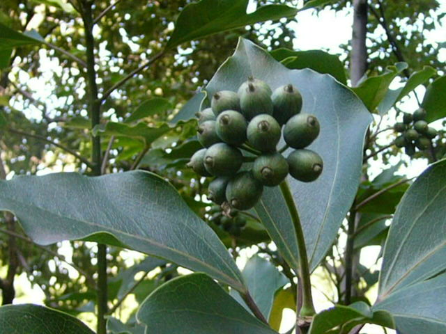 e0145782_16373734.jpg