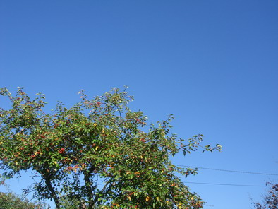 a0247585_5482193.jpg
