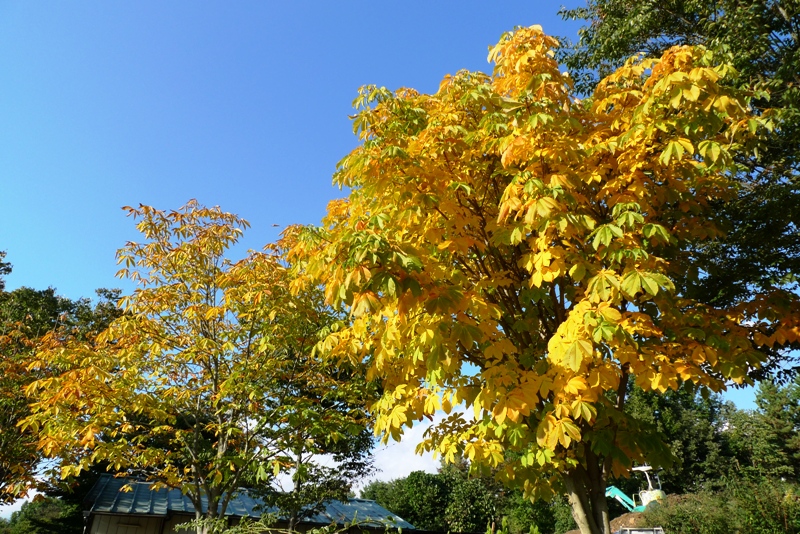 a0127090_1303653.jpg