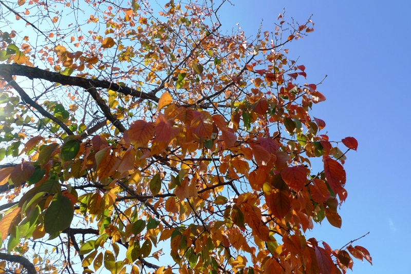 a0127090_151328.jpg