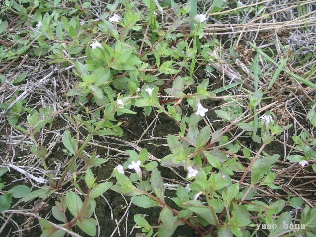 e0025300_1017218.jpg