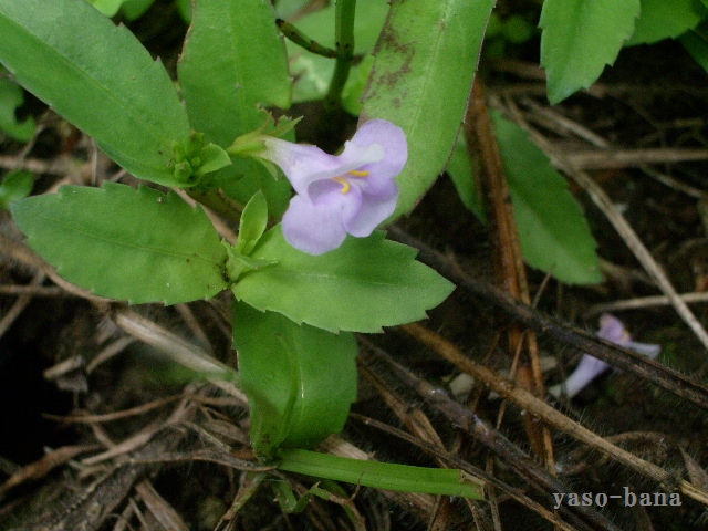 e0025300_1244080.jpg