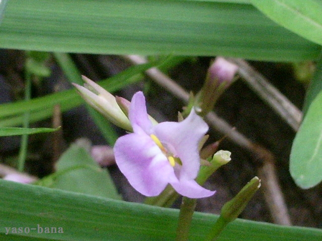 e0025300_1265519.jpg