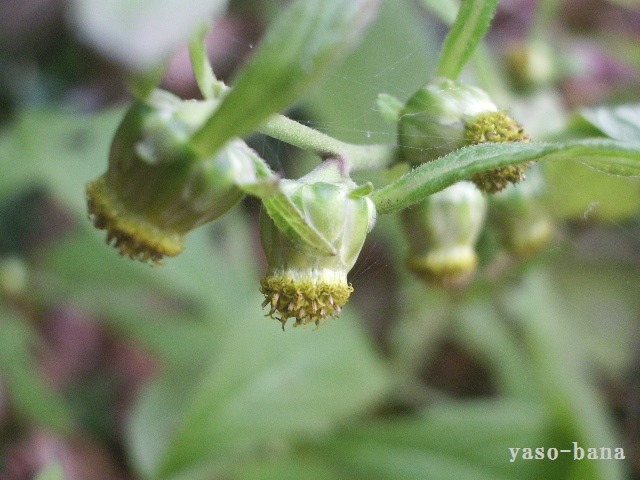e0025300_13104958.jpg