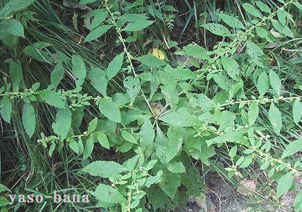 e0025300_1323219.png