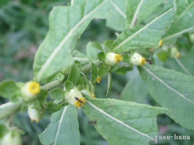 e0025300_1325651.jpg
