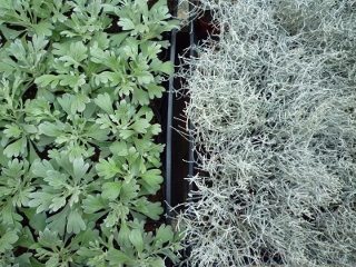 c0167112_2110857.jpg