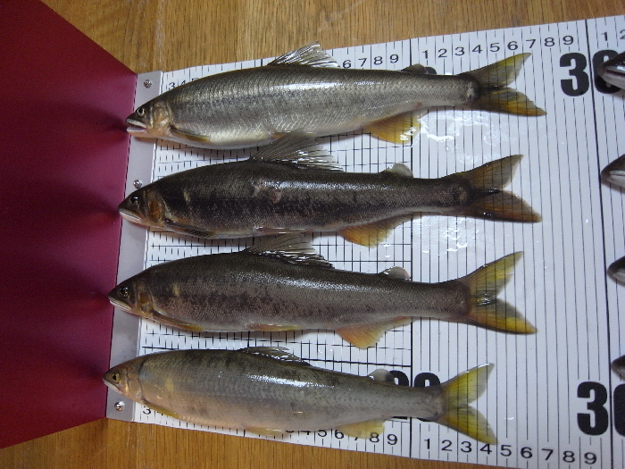 f0103126_2015997.jpg