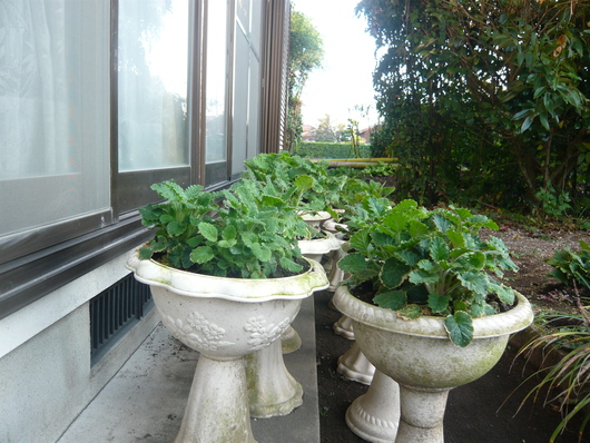 a0206332_924379.jpg