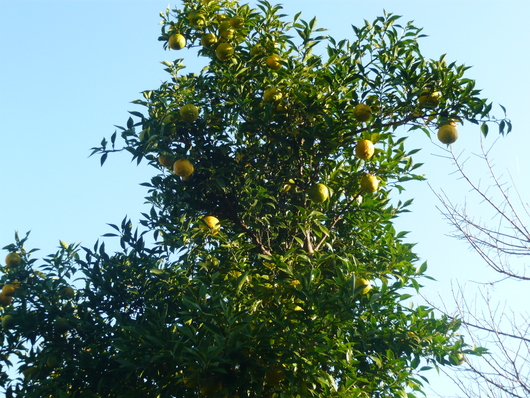 a0206332_9375099.jpg