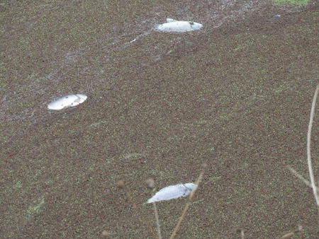 c0108460_13402298.jpg