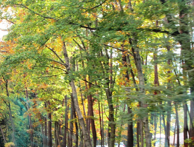 f0088569_8501886.jpg