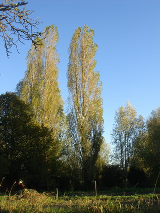 a0247585_4423762.jpg