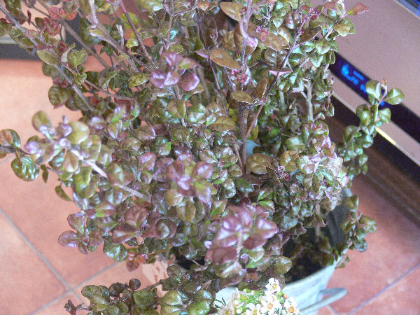 e0140986_14323289.jpg