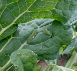 c0151898_20144040.jpg