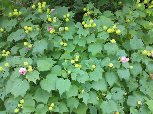 c0150520_1111070.jpg