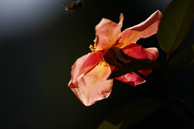 a0045932_16125625.jpg