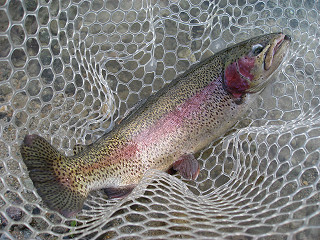 f0065341_1716289.jpg