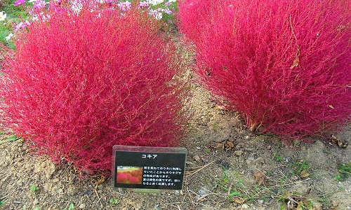 c0171349_1143346.jpg